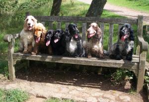 Seven Pets to Heaven