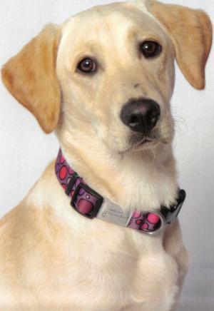 Dan Geo Lil Of Bramblekay (Lillie) at 9 months