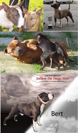 Aus Ch Budstaff Boagy of Jolihem (imp France)