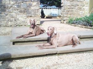 My first two Weimaraners, Connie and Claude.