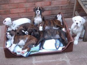 A Clutch of Typical Daervlish Babies ...