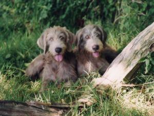 Nettle & Flurry