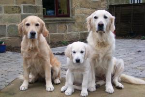 Second generation-Sheber, Esther & Rose