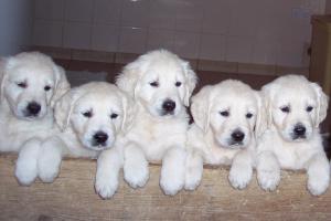 Esther's litter 2006