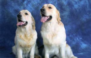 Dax 6 Months Ty 18 Months