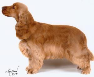 TROVEROTHWAY BOBBY SOX (at one years old).