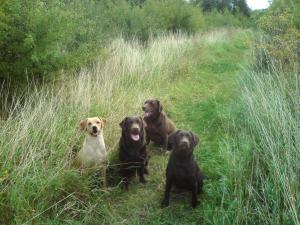 some of my dogs.