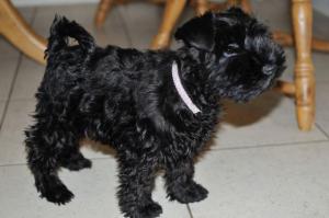A previous beautiful girl puppy