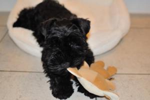 Previous playful puppy