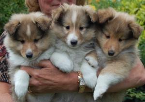 Some Past Puppies
