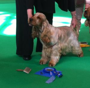 Crufts 2011