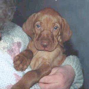 Brandy at 7weeks old