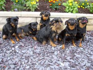 4 Generations of Black and Tans