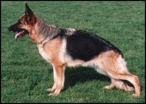 CHAMPION ROMAINVILLE ESTA