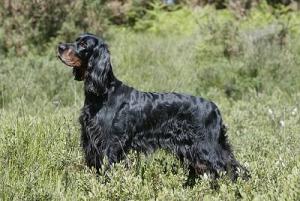 Dual Champion Amscot Irresista Belle