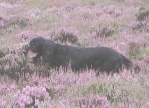Trisca at work on the moors