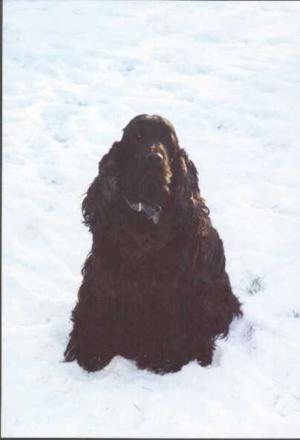 OUR ARCHE - BROOMLEAF BLACK GIFT TO STROMBOLI