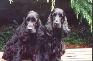 CHARBONNEL CARD TRICK FOR STROMBOLI (THEO) & TEDDE