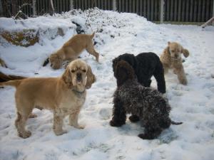 Playing chase me in the snow