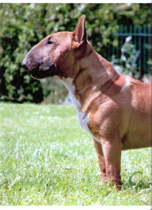 CHAMPION DUVESSA RED CLOUD(Miniature)