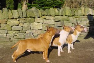 (TOP)Turnstyle lady at Duvessa (Bull Terrier)