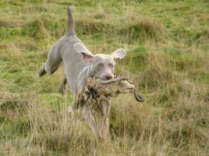 Misty Retrieving