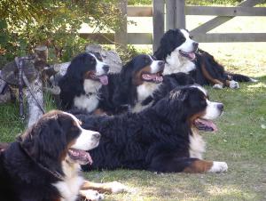 Madi,Tascha,Libby(not ours!) Oska & Jodi,