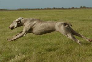 LUNA IN ACTION