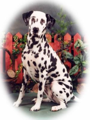CH Mapplewell Minstrel