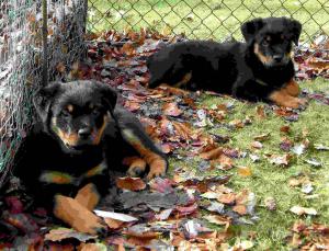 Typical Jantavia Puppy