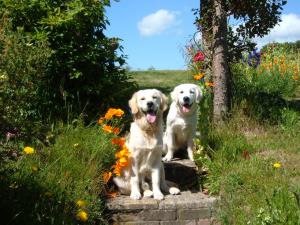 Jay & Skye two pups we have bred here