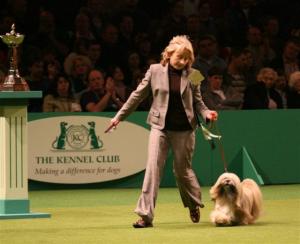 Ch Jalus Dan Dare in the Utility Group Crufts 2006