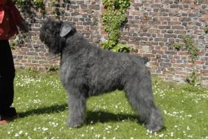 CHAMPION TRAPWOOD ALONZO AT MON CHER