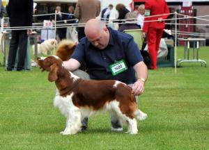 glenbrows puppies for sale