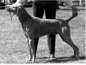 Sh Ch Scalene Sportsman