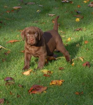 Love Never Dies at Hornerama at 7 weeks