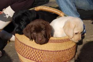 Our first triclour litter