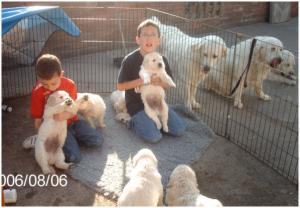 My grandchildren with the puppies