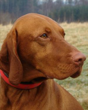 KRISTO'S LOVELY, NOBLE HEAD!