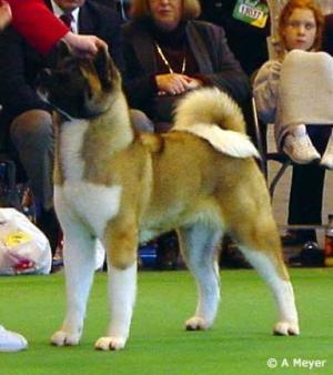 Ch Ruthdales Personal Vendeta