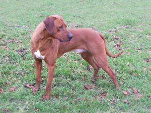 Hoozridgebacks