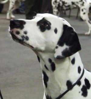Della, my new homebred showgirl!