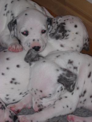 Sophtspot Puppies 2006