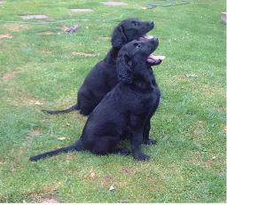 Tehya and Shadow 11 Weeks