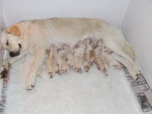 Mum & her pups