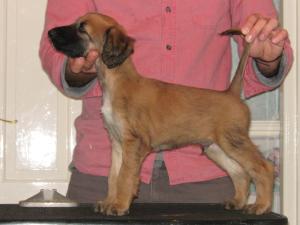 Gold male puppy