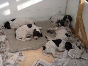 Some of us taking a snooze - 7 weeks