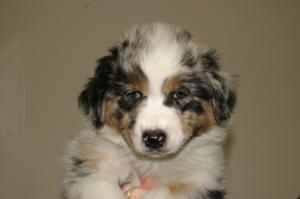 Blue Merle Bitch 7 weeks