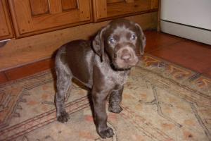 Pippa's girlie
