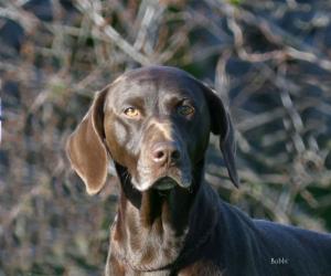 dam of pup